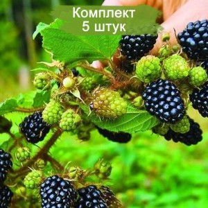 Саженцы ежевики Небеса могут подождать (Heaven Can Wait) -  комплект 5 шт.