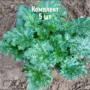 Комплект 5шт / Гейхера Эппл Крисп