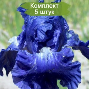Саженцы ириса Сапфировая заря -  комплект 5 шт.