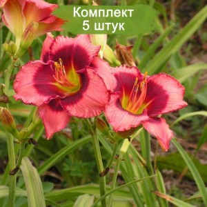 Саженцы лилейника Дэн Махони (Dan Mahony) -  комплект 5 шт.