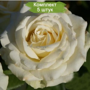 Саженцы чайно-гибридной розы Анастасия (Anastasia) -  комплект 5 шт.