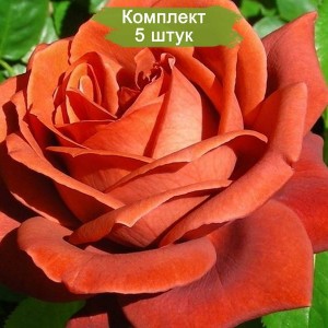 Саженцы шраб розы Леонидас (Leonidas) -  комплект 5 шт.