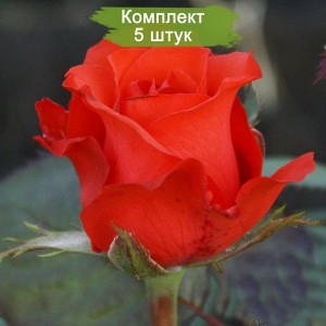 Саженцы чайно-гибридной розы Роял Массай (Royal Massay) -  комплект 5 шт.