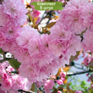Саженцы сакуры (вишни декоративной) Ошидори -  комплект 5 шт.