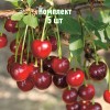 Комплект 5шт / Вишня Алекса
