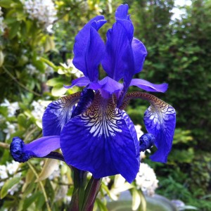 Саженец ириса сибирского Блю Кинг (Blue King)