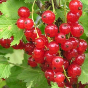 Саженец смородины Натали (красная)