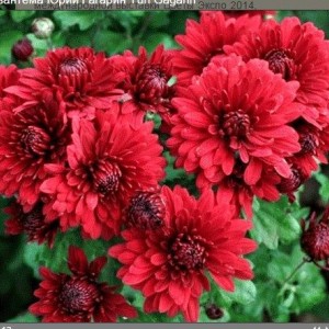 Саженец среднецветковой хризантемы Юрий Гагарин (Бордовая )