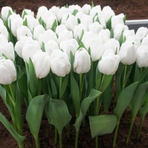 Луковица тюльпана Антарктика (Antarctica)