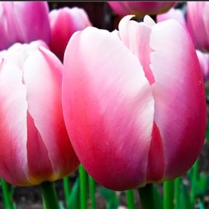 Луковица тюльпана Ройал Прайд (Royal Pride)