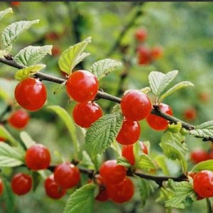 Вишня войлочная Триана