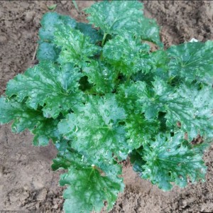 Саженец Гейхеры Эппл Крисп