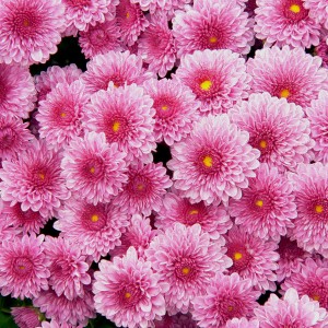 Саженец хризантемы мультифлора Домино Пинк (Нежно-розовая )